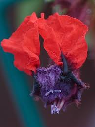 Cuphea produces fiery hot blooms all summer long. Cuphea Llavea Bat Faced Cuphea Bat Flower False Heather Red Cuphea North Carolina Extension Gardener Plant Toolbox