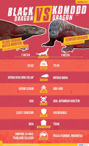 Duel Black Dragon Vs Komodo Dragon Naga Komodo Komodo Fakta Sejarah