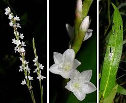 Image result for Persicaria madagascariensis