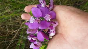 Image result for Polygala myrtifolia