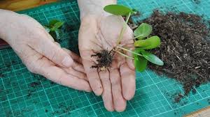Check spelling or type a new query. Ufopflanze Vermehren Pilea Ableger Gewinnen Und Einpflanzen Mdr De