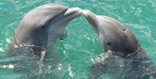 Check spelling or type a new query. Dolphin Spirit Animal Symbolism And Meaning
