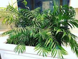 Image result for Chamaedorea elegans