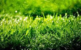 Grass hd wallpaper posted in mixed wallpapers category and wallpaper original resolution is 1920x1200 px. Green Grass Wallpapers Top Free Green Grass Backgrounds Wallpaperaccess