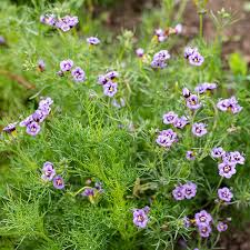 Image result for Felicia grantii