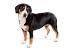 Short Haired Bernese Mountain Dog Puppy