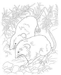 Desert Animals Coloring Pages Desert Shrew Animal Coloring Pages Desert Animals Coloring Coloring Pages