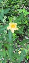 Image result for Sida rhombifolia