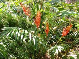 Image result for Chamaeclitandra henriquesiana