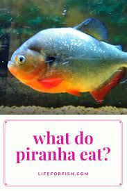 What Do Piranhas Eat 4 Interesting Facts Saltwater Aquarium Fish Fish Care Fishing For Beginners