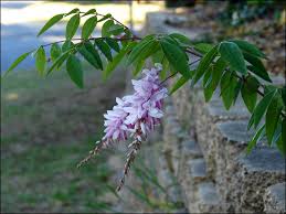 Image result for Indigofera