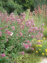 Image result for Origanum