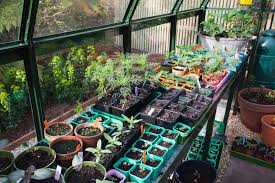 Cacti require full sunlight in almost all cases. Where To Site A Greenhouse Bbc Gardeners World Magazine
