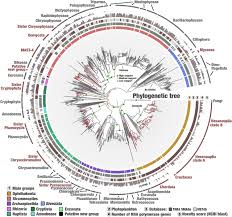 About a&j tree and shrub care. Functional Repertoire Convergence Of Distantly Related Eukaryotic Plankton Lineages Revealed By Genome Resolved Metagenomics Biorxiv