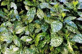 Image result for Aucuba