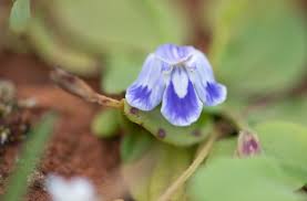 Image result for Craterostigma newtonii