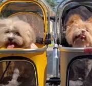 Double Pet Stroller with Waterproof Rain Cover Luxury Folding Aviation  Aluminum Detachable Double Pet Trolley for Twin Dogs.