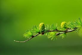 We did not find results for: 100 000 Best Green Nature Photos 100 Free Download Pexels Stock Photos