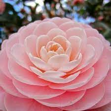 Camellia Camellia Wedding Bouquet Beautiful Roses Beautiful Flowers
