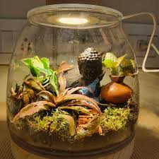 Cryptanthus(Earthstar)terranium 🌿 terrariumstales Yeah....go ahead and  look at it ... Beautiful and mesmerising...right! That's the magic of  terrariums... So if u want to know more about them and the magic tht they