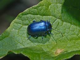 Image result for Chrysochloa