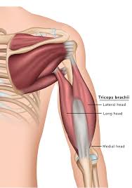 The (upper) arm muscles are a group of five muscles located in the region between the shoulder and elbow joints. Arm Muscles Anatomy Function Of Biceps Triceps Forearms Openfit
