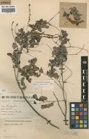 Image result for Acacia welwitschii