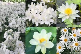 The arrangement is lush and looks incredibly real and additionally, it fits almost any decor type. 52 Incredible White Flowers With Names Meaning And Pictures Florgeous
