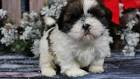 Shih Tzus for Sale in Roanoke, VA | Dogs on Oodle Classifieds
