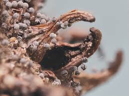 Image result for Melanospermum