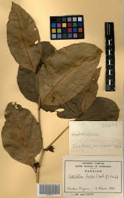 Image result for Oncinotis