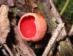 Image result for Ascolepis erythrocephala