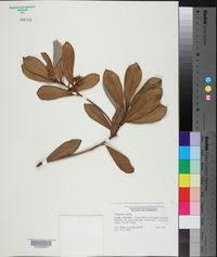 Image result for Mimusops aedificatoria