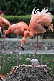 Free Image On Pixabay Flamingo Zoo Animal Water Bird In 2020 Flamingo Flamingo Pictures Flamingo Photo
