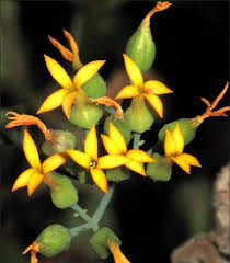 Image result for Kalanchoe rotundifolia