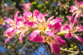 Silk floss trees considered one of the most beautiful trees in world the silk floss tree a deciduous tree and a member of the bombacaceae, family. Vivid Exotic Flowers Blooming Silk Floss Tree Ceiba Speciosa Photograph By Georgia Mizuleva