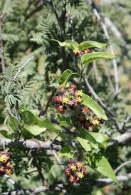 Image result for Pentarrhinum insipidum