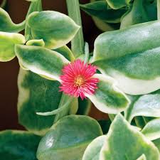 Image result for Mezoneuron welwitschianum