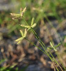 Image result for Dactyloctenium aegyptium