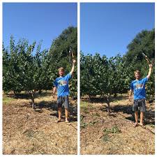 Prune fruit trees when the leaves are off (dormant). My Best Advice On Pruning Deciduous Fruit Trees Keep Them Small Greg Alder S Yard Posts Food Gardening In Southern Cal In 2020 Fruit Trees Food Garden I Am Awesome