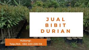 Durian musang king merupakan jenis durian yang sangat di cari saat ini, karena memang rasanya yang istimewa, manis, legit, pulen sedikit pahit, daging tebal dan sebagian besar biji kempis. Budidaya Durian Jual Pohon Durian Alamat Penjual Bibit Durian Beli Bibit Durian Pohon Hijau Pelangi