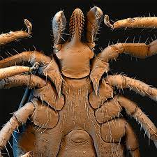 Für entwicklung auf wirt angewiesen und von wirt abhängig. Parasiten Bei Hunden Katzen Pferden Und Menschen