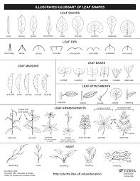 7 Leaf Tree Id Key Review Biological Science Picture