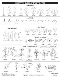 7 leaf tree id key review biological science picture