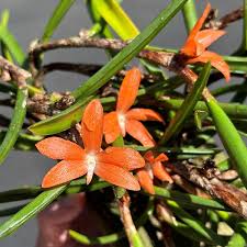 Image result for Ypsilopus