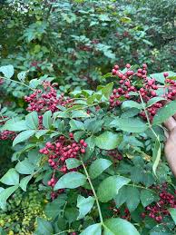 Image result for Zanthoxylum sp. A