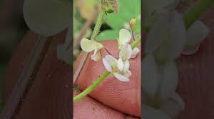 Image result for Desmodium scorpiurus