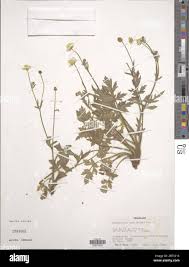 Image result for Ranunculus multifidus