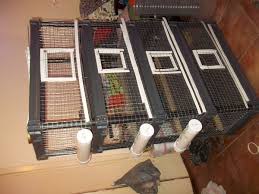 / make a vertical hay rack for your guinea pigs! Diy Quail Pen Plan Using Pre Made Shelving System Ss Prepper