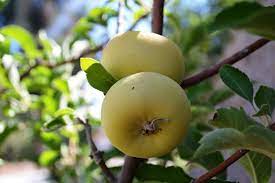 Grimes Golden West Virginia 1804 36 95 Fruit Trees Fruit Tree Nursery West Virginia